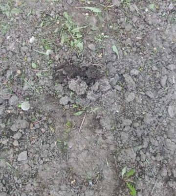 Школа в Кілії залишилась без квітів і причина не у «вихвалянках»