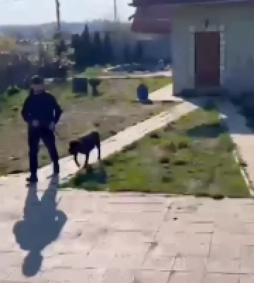 На Київщині у власника вилучили собак бійцівської породи, які покусали жінку з дитиною. Відео