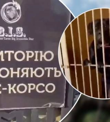 На Київщині у власника вилучили собак бійцівської породи, які покусали жінку з дитиною. Відео