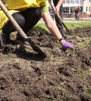 Цьогоріч у Полтаві планують висадити понад 120 тис. саджанців квітів