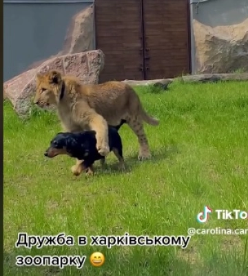 У харківському зоопарку потоваришували лев і такса (відео)