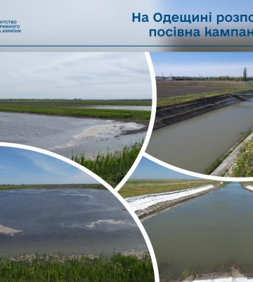 На Одещині розпочалася посівна кампанія рису