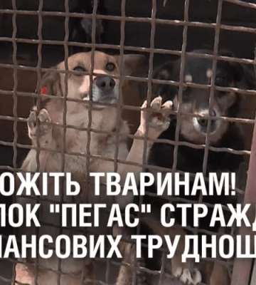ДОПОМОЖІТЬ ТВАРИНАМ! Притулок “Пегас” страждає від фінансових труднощів