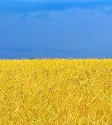 Полтавщина лідирує за посівом соняшника, – Мінагрополітики