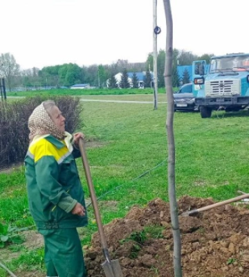 У Чернівцях вздовж Воробкевича висадили 15 тюльпанових дерев