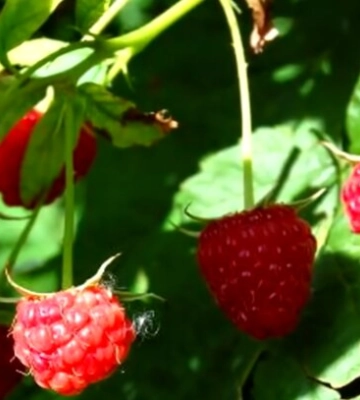 Варення вистачить і на продаж: основні правила вирощування малини, які багато хто не знає