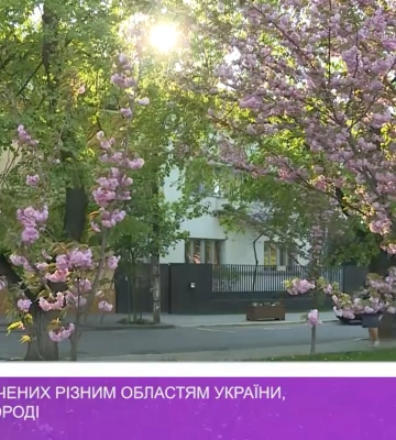10 сакур, присвячених різним областям України, висадили в Ужгороді