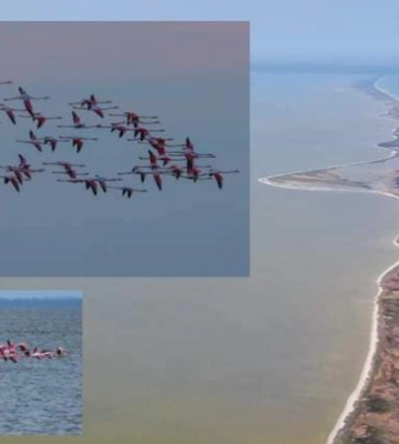 У заповідник Одещини завітали казкові фламінго, фото