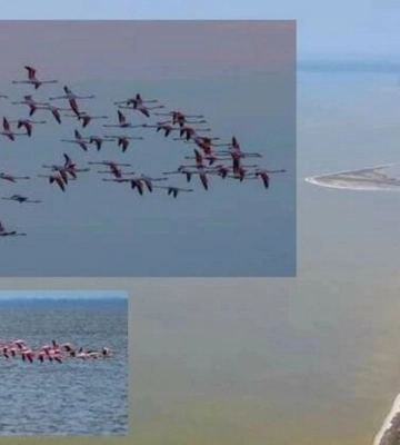 До Одещини прилетіли 210 рожевих фламінго