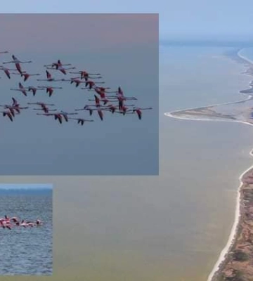До Одещини прилетіли 210 рожевих фламінго