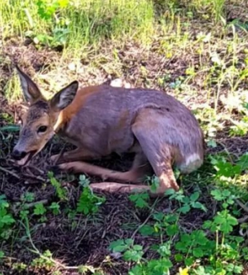 На Полтавщині рятують косулю. Потрібна допомога небайдужих