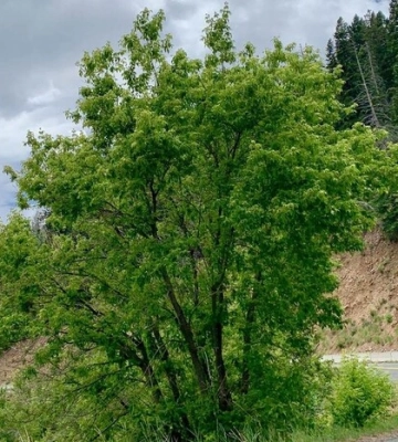 Які чужорідні види дерев заборонено висаджувати у лісах: Міндовкілля затвердило список