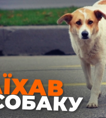 У Рівному водій жорстоко задавив собаку (ФОТО 18+)