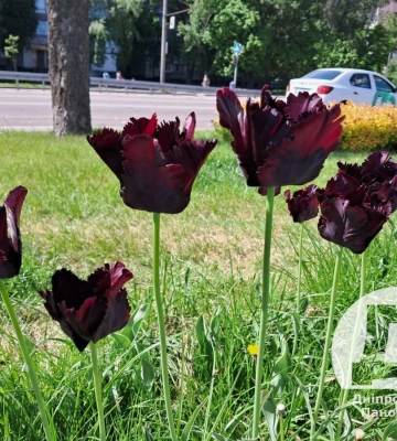 У Дніпрі розцвіли чорні тюльпани, серед них виявили Бабу Ягу