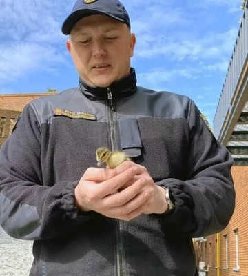 У Дніпрі з колектору врятували каченят 