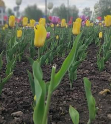 У Здолбунові комунальниці гуртом спіймали вандала, який вирвав 45 тюльпанів з клумби
