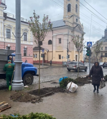 У Чернівцях на Головній навпроти театру ляльок висадили сакури