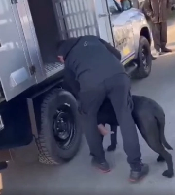 На Київщині бійцівські собаки покусали жінку з дитиною: у власника розплідника з Ірпеня вилучили 7 тварин