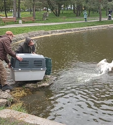 Один з двох лебедів, що жили на Лебединці у Рівному, полетів у природу