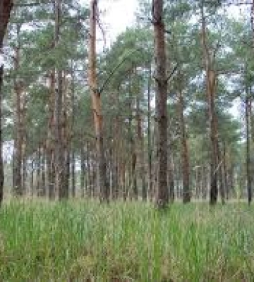 На Миколаївщині майже 80 відсотків лісів  буде відкрито для відвідування