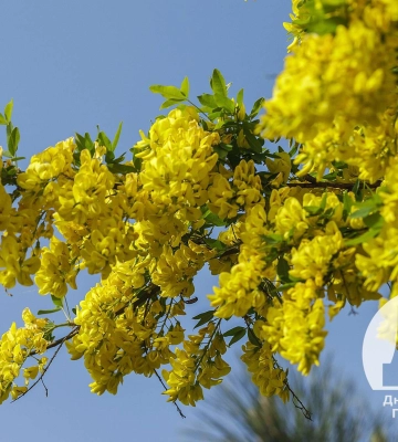 Наче золотий дощ пролився: в яхт-клубі «Січ» у Дніпрі зацвіла Карагана деревоподібна (Фото)