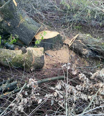 В Ужгороді без погодження екологічних інспекторів фірма незаконно зрубала 350 дерев