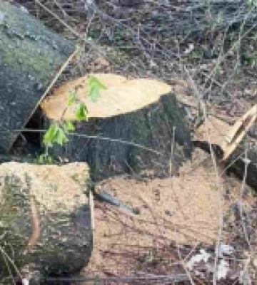 В Ужгороді без погодження екологічних інспекторів фірма незаконно зрубала 350 дерев