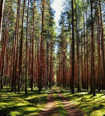 У лісах Дніпропетровщини заборонили висаджувати дерева-чужинці. Список