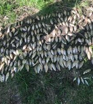 Поліція виявила браконьєра з уловом на понад мільйон гривень