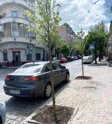 На вулиці Богдана Хмельницького висадили липи