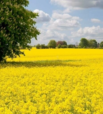 У п&#039;ятницю на Полтавщині буде прохолодно і хмарно, але у вихідні погода зміниться