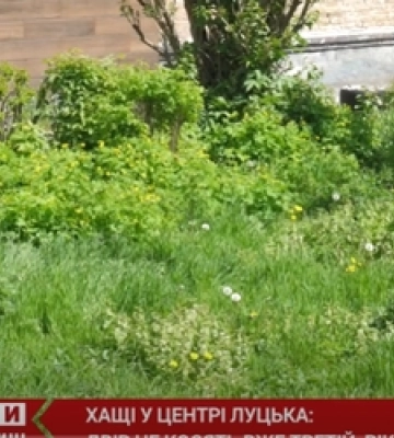Хащі у центрі Луцька – двір не косять третій рік (відео)