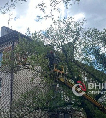 У Дніпрі видалили сухі дерева, які могли травмувати містян: відео