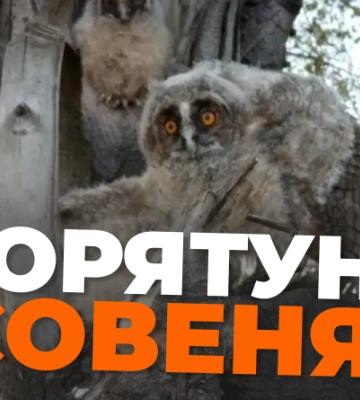 Електрики на Донеччині врятували совеня, яке випало з гнізда