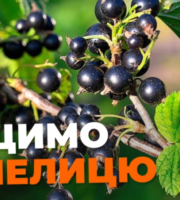 Як врятувати кущі смородини від попелиці: натуральні засоби
