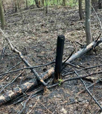 На Закарпатті згоріло півтора га лісу