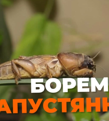 Боремось зі шкідниками: як позбутися капустянки в саду та на городі
