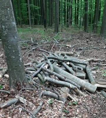 На Свалявщині працівники Інспекції виявили незаконну рубку деревини