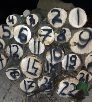 На Рівненщині судитимуть 35-річного чоловіка за вирубування дерев у заповіднику