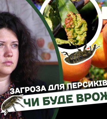 На Дніпропетровщині під загрозою опинився врожай абрикос та персиків