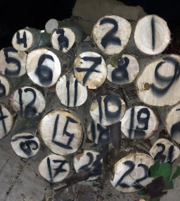 На Рівненщині судитимуть 35-річного чоловіка за вирубування дерев у заповіднику