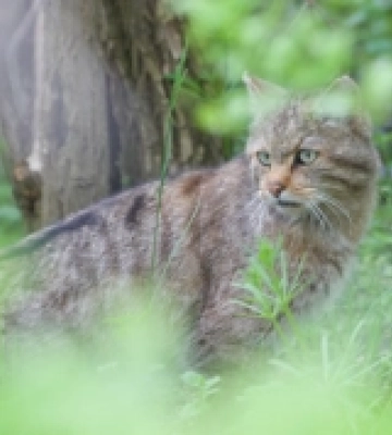 Природоохоронцям вдалось сфотографувати лісового кота, який на межі зникнення в Україні
