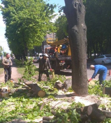 У Дніпрі на Робочій невідомі вирубали дерева