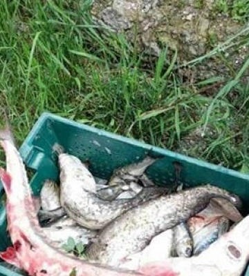 На Одещині браконьєр втік з місця злочину, забувши рибу