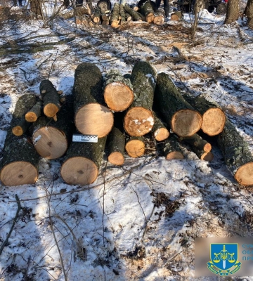 На Сумщині судитимуть нелегального лісоруба