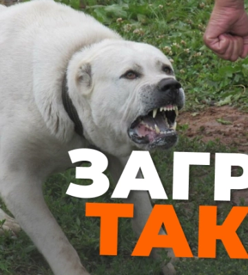 На Львівщині конфіскують алабая, який загриз таксу