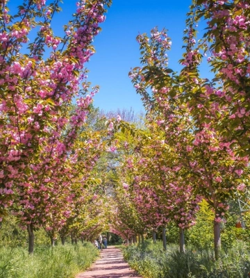 В Одесі розквітли екзотичні дерева