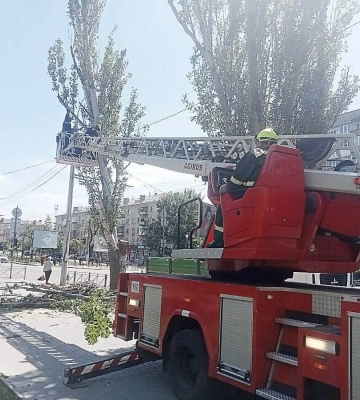 В Миколаєві продовжують прибирати тополі на Центральному проспекті