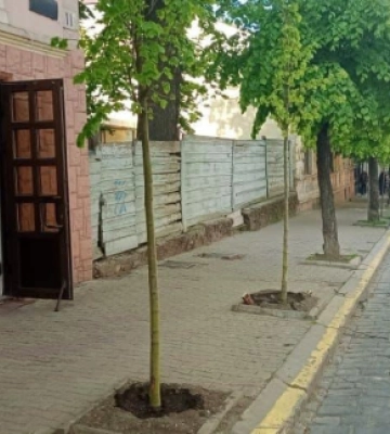 У Чернівцях по Головній висадили молоді липи