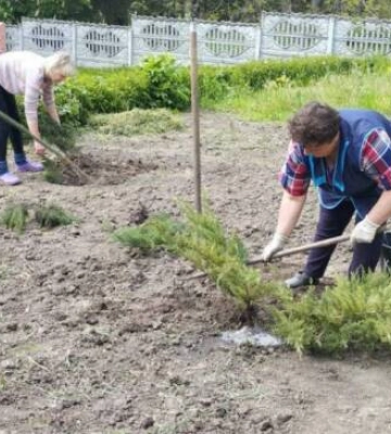 У громаді на Кіровоградщині висадили 340 саджанців барбарису, ялинцю та туї
